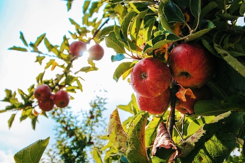 Arbre à fruit - pomme